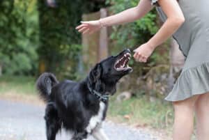 A cropped shot of a dog attacking a woman